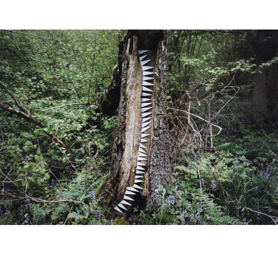 Roger Austin: Sunburst Photo Five